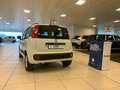 Fiat Panda Panda 1.2 Lounge Bianco - thumbnail 4
