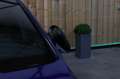 Volkswagen Golf 2.0 TSI 4Motion R *Akra*Pano*DCC*Dynaudio*Camera* Blauw - thumbnail 12