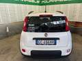 Fiat Panda Panda III 2021 anche noleggio da 250 mese Blanc - thumbnail 5