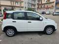 Fiat Panda Panda III 2021 1.0 firefly hybrid s Bianco - thumbnail 5