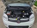 Fiat Panda Panda III 2021 1.0 firefly hybrid s Bianco - thumbnail 11