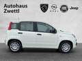 Fiat Panda /Pandina Icon Hybrid 70 Weiß - thumbnail 7