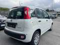 Fiat New Panda 1.0 FIREFLY HYBRID MY25 69CV Bianco - thumbnail 5