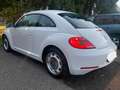 Volkswagen Maggiolino Maggiolino 1.6 tdi Design 105cv Wit - thumbnail 5