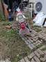 Honda Shadow 125 - thumbnail 19