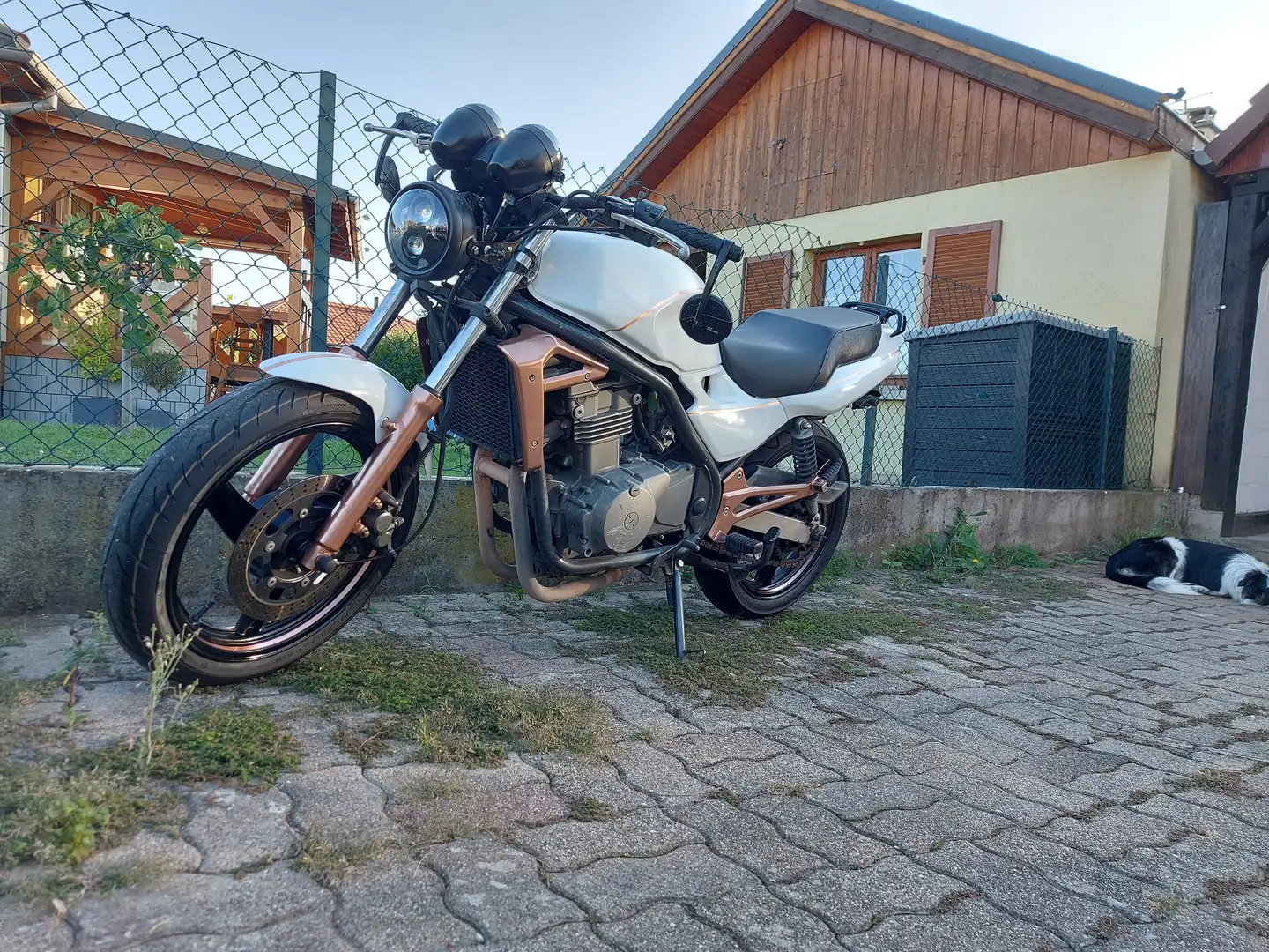 Kawasaki ER - 5 Twister Blanc - 1