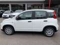 Fiat Panda 1.0 FireFly S&S Hybrid - PREZZO PROMO - KM.0 Blanc - thumbnail 4