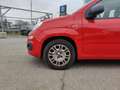 Fiat Panda Hybrid 1.0 70cv Easy Czerwony - thumbnail 3