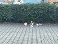 Mazda 3 2.0 SKYACTIV-G 150 Selection*LED*HUD*Navi*ACC* Gris - thumbnail 11