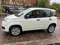 Fiat Panda Panda anno 2020 natural power 70cv Bianco - thumbnail 3