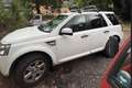 Land Rover Freelander Freelander II 2011 2.2 td4 S 150cv Bianco - thumbnail 1