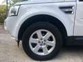 Land Rover Freelander 2.2 td4 S 150cv Bianco - thumbnail 8