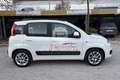 Fiat Panda Panda 1.2 Easy Bianco - thumbnail 4