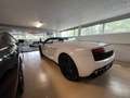 Lamborghini Gallardo LP560-4 E-Gear Spyder Blanc - thumbnail 10