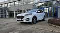 Ford Kuga 2,5 Duratec FHEV AWD ST-Line X Aut. Weiß - thumbnail 3