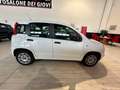 Fiat New Panda 1.2 69CV  EASY OK NEOPATENTATI AZIENDALE White - thumbnail 5