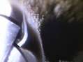 BMW 550 550 i xDrive Schwarz - thumbnail 24