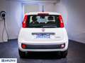Fiat Panda 1.0 FireFly S&S Hybrid Weiß - thumbnail 5