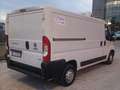 Fiat Ducato Furgone Isotermico con Gruppo Frigo Bianco - thumbnail 4