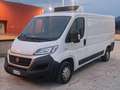Fiat Ducato Furgone Isotermico con Gruppo Frigo Bianco - thumbnail 2