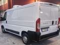 Fiat Ducato Furgone Isotermico con Gruppo Frigo Bianco - thumbnail 3