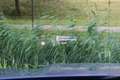 BMW X1 xDrive30e M-Sport Leder/360/Head-up/Keyless/HK/ACC Bleu - thumbnail 24