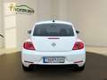 Volkswagen Beetle 1.2 TSI BMT Club Pano BiXenon LM 2xKlima Weiß - thumbnail 12
