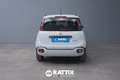 Fiat Panda Pandina 1.0 Firefly Hybrid 70CV Alb - thumbnail 5
