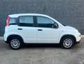 Fiat Panda Panda III 2021 1.0 firefly hybrid s Blanc - thumbnail 7