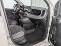Fiat Panda Panda 1.2 8V Easy (EURO 6d-TEMP) KLIMA+RADIO+USB Weiß - thumbnail 13