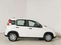 Fiat Panda 1.0 GSE Hybrid Weiß - thumbnail 4