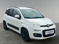 Fiat Panda 1.2 69 Lounge       8-fach bereift! Weiß - thumbnail 6