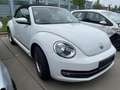 Volkswagen Beetle Cabrio 1,2 TSI CUP Sitzheizung Climatronic Alb - thumbnail 4