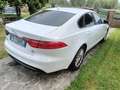 Jaguar XF Jaguar XF 2.0 D E-Performance aut. Pure Bianco - thumbnail 5