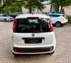Fiat Panda III 1.2 Pop 69cv E6—- 5 POSTI !! Blanco - thumbnail 5