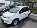 Fiat Panda Panda 1.0 FireFly S&S Hybrid Pandina Bianco - thumbnail 5