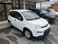 Fiat Panda Panda 1.0 FireFly S&S Hybrid Pandina Bianco - thumbnail 7