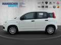 Fiat Panda MY25 Hybrid 1.0 GSE Weiß - thumbnail 4
