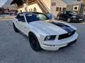 Ford Mustang Mustang Cabrio GT Aut. Weiß - thumbnail 3