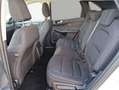 Ford Kuga 2.5 Duratec PHEV TITANIUM *AHK/Pano* Weiß - thumbnail 8