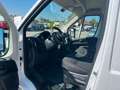 Fiat Ducato Kastenwagen  L4 H2, Tempomat, Serie 9 White - thumbnail 13