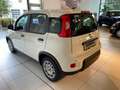 Fiat Panda Hybrid Pandina Weiß - thumbnail 8
