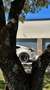 Nissan 370Z 3.7G 253kW (344CV) Coupé NISMO Blanco - thumbnail 6