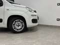 Fiat Panda 1.3 mjt Lounge s&s 95cv Wit - thumbnail 4