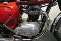 BSA A 65 Thunderbolt Rojo - thumbnail 13