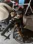 Ducati Monster 900 S Bianco - thumbnail 6