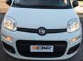 Fiat Panda Panda 1.2 Easy s Blanc - thumbnail 20