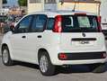 Fiat Panda Panda 1.2 Easy s Blanc - thumbnail 2