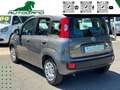 Fiat Panda 1.0 FireFly S&S Hybrid Sensori Parcheggio Grau - thumbnail 4