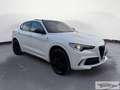 Alfa Romeo Stelvio 2.9 V6 Quadrifoglio Q4 510cv auto Nero - thumbnail 1